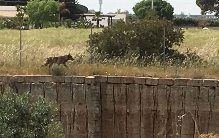 Lecce- Accertata la presenza del lupo in una contrada di Nardò: trovato il Dna su una carcassa di ovino