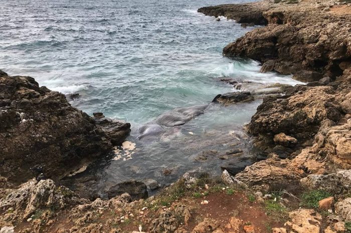 Lecce- Triste rinvenimento nella baia di Uluzzo, ritrovato un esemplare di capodoglio morto