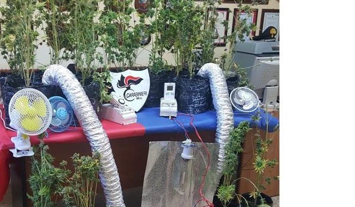 Brindisi- Scoperta una serra a tutti gli effetti per la coltivazione di Cannabis, 23 piante sequestrate