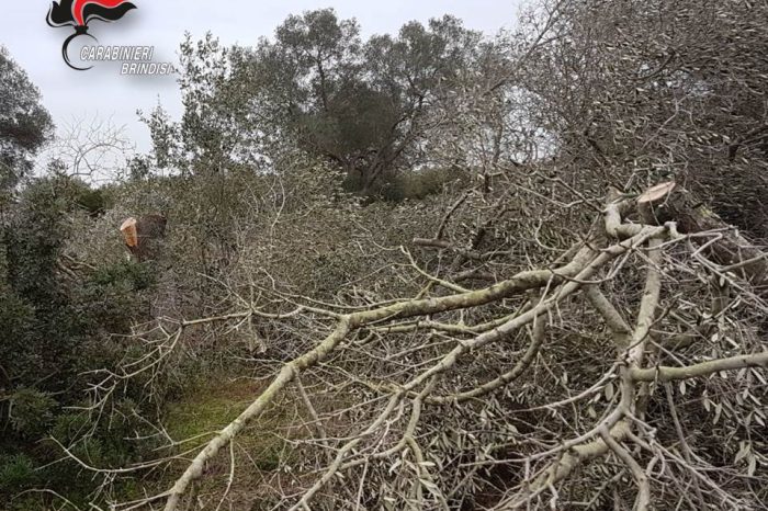 Brindisi- Controlli nelle aree rurali; dall'inizio dell'anno 6 arresti per furto di olive