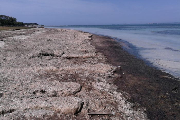Taranto - Lettera aperta al sindaco: " Spiagge pubbliche invase dalle alghe, inaccettabile trascuratezza."