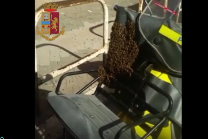 Taranto - 1500 api interrompono il lavoro di un postino: interviene la polizia | VIDEO