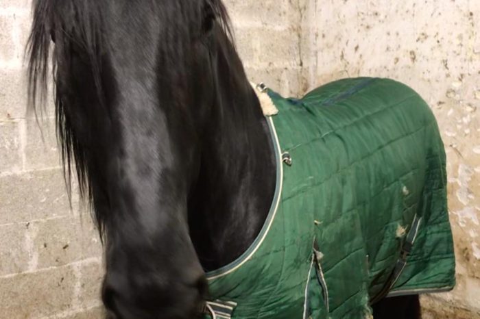 Puglia, Coldiretti:  "Cavalli e baby vitelli con cappottini, trattori in azione per liberare le strade"