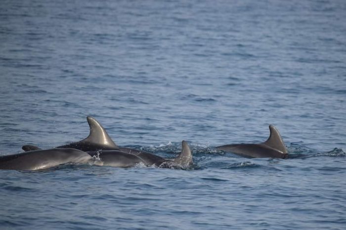Taranto - L'appello del WWF: "Misure concrete per salvare cetacei e delfini del Golfo di Taranto"