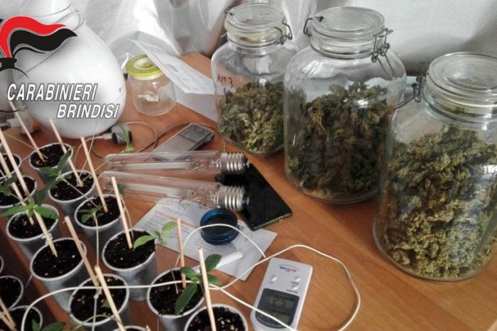 Taranto - Aveva allestito nel bagno una serra creando un microclima ideale per la coltivazione della cannabis. Arrestato 27enne