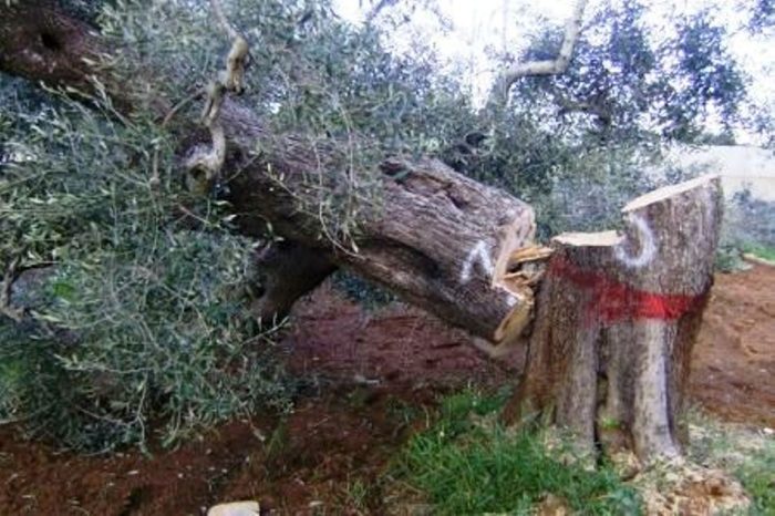 Brindisi- Sdradicazione di 12 alberi infetti da Xylella