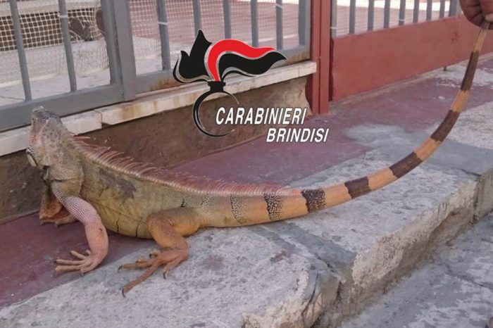 San Pietro Vernotico (Br)- Denunciato per detenzione illecita di un esemplare di “iguana iguana”