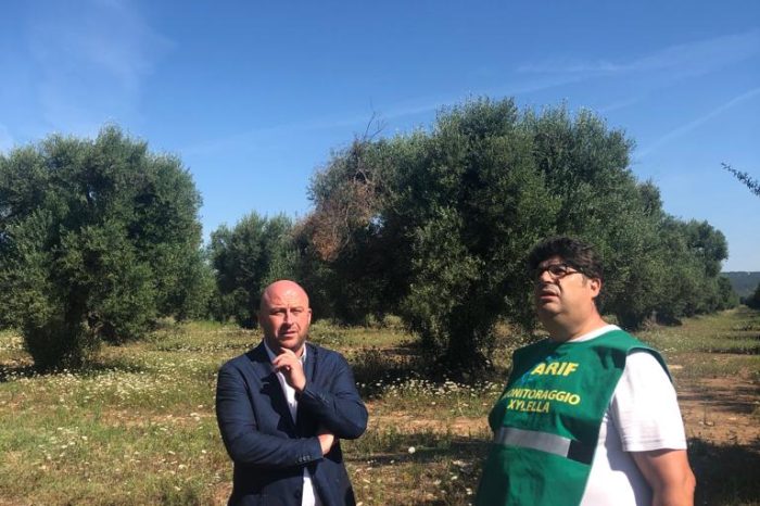 Taranto - Xylella, Perrini: "Altri ulivi infetti, occorre potenziare subito i controlli"