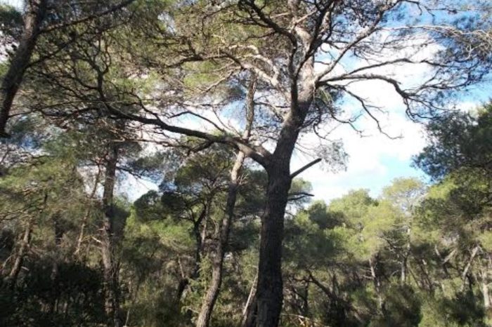 Taranto - Si perde durante un'escursione: carabinieri forestali intervengono in soccorso
