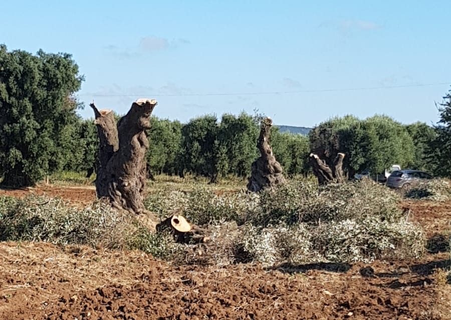 Xylella: Rivoluzione Verde in Puglia