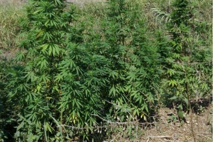 Mesagne (BR) Contrada Corcioli- Individuata ed estirpata prima della raccolta, rigogliosa piantagione  di marijuana