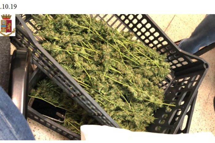 Foggia- 4, 274 kg di droga destinata alla spaccio e 10 piante di Marijuana. Arrestato incensurato