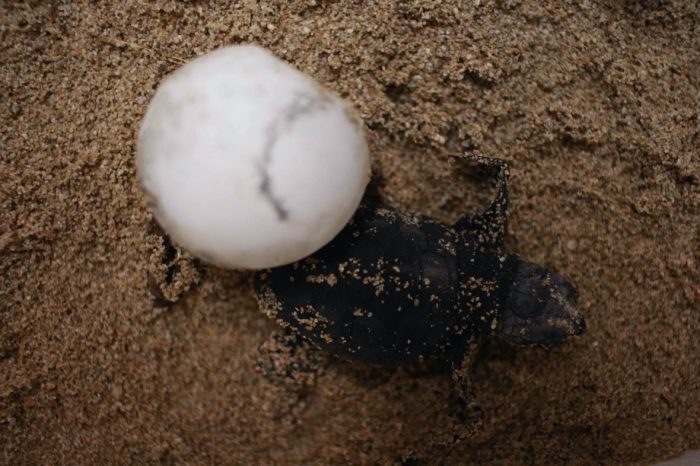 Taranto - Esperti WWF tentano salvataggio dei piccoli di tartaruga marina, nido danneggiato da mareggiate e basse temperature