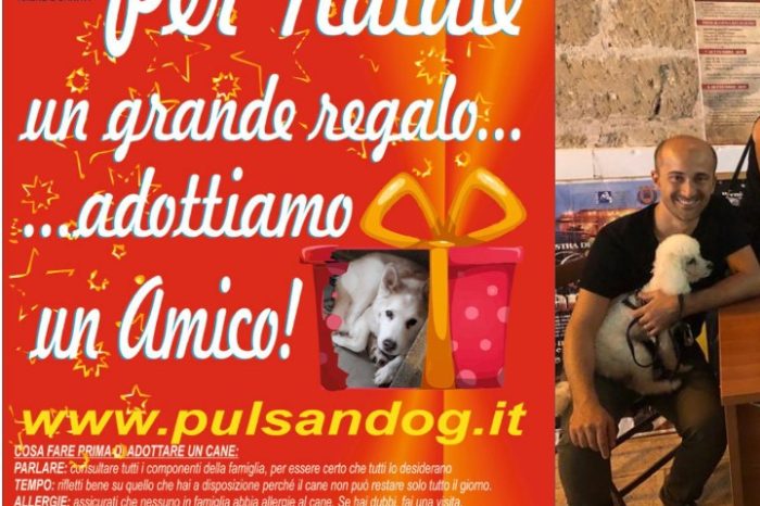 Taranto - "Doniamo una casa ai nostri amici a 4 zampe", l'iniziativa del comune di Pulsano