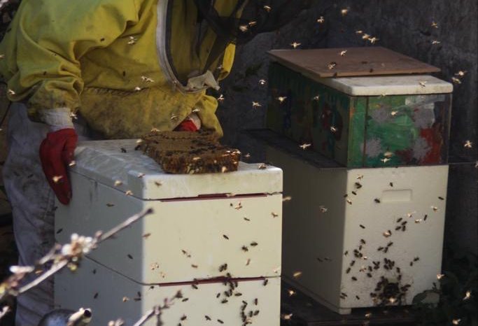 Maltempo, Coldiretti Puglia: "Sos api sotto stress. - 80 % miele per ciliegi gelati."
