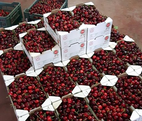 Coldiretti: "perdita fino al 80% di ciliegie in Puglia"