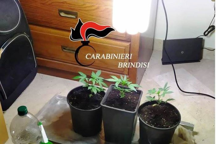 San Pancrazio Salentino (Br): In casa una mini serra per la coltivazione di marijuana. Arrestato.