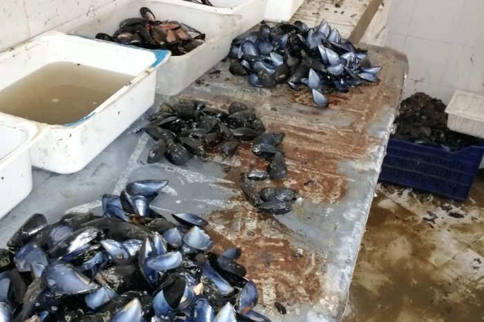 Taranto - Commercio illegale di prodotti ittici: sequestrate 5 tonnellate di cozze nocive