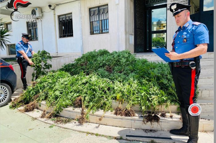 Laterza (TA): I Carabinieri individuano una piantagione di marijuana e arrestano un 21enne incensurato