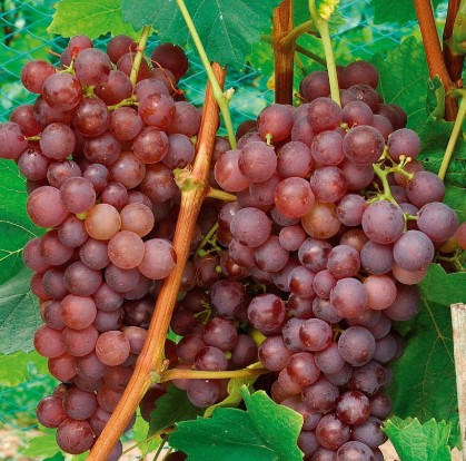 Provvedimenti a favore delle imprese vitivinicole colpite dal Covid-19
