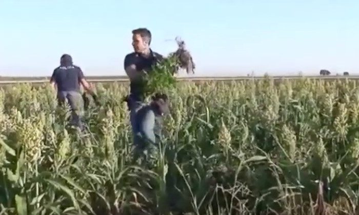 SAN SEVERO (FG): Arrestate quattro persone in flagranza di reato per detenzione, coltivazione e produzione di  marijuana