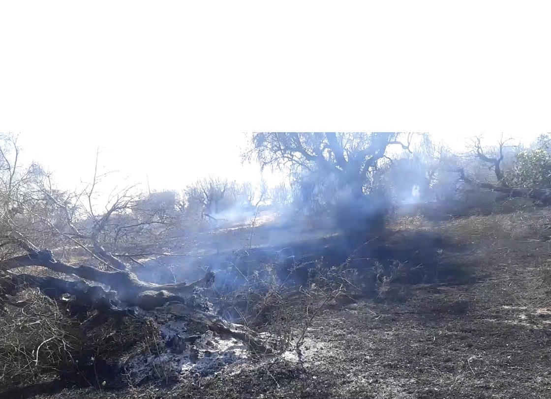 Ugento Le Salento In Fiamme Altri 600 Ulivi In Fumo Pugliapress Quotidiano Online