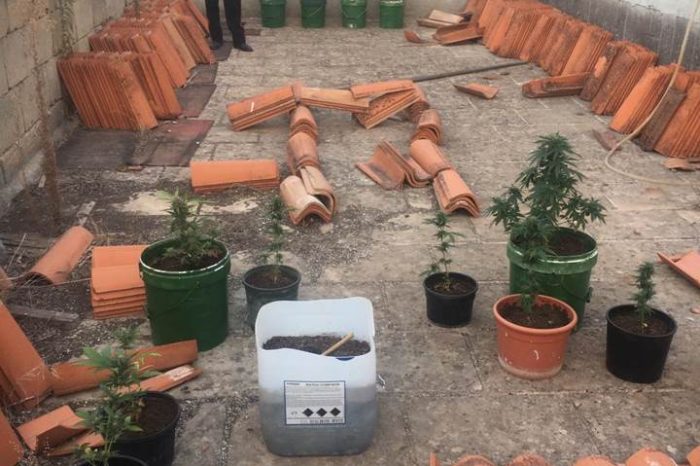 Oria(BR): Sul terrazzo deteneva 11 piante di marijuana  e 29 grammi della stessa sostanza in garage, arrestato