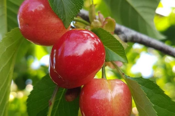 Coldiretti Puglia: "produzione dimezzata delle ciliegie con un -55%"