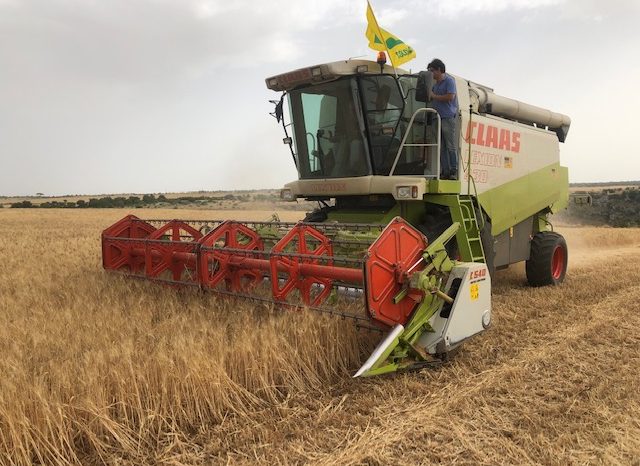 Coldiretti Puglia: "coltivare altri 100mila ettari di grano, semine ad ottobre/novembre"