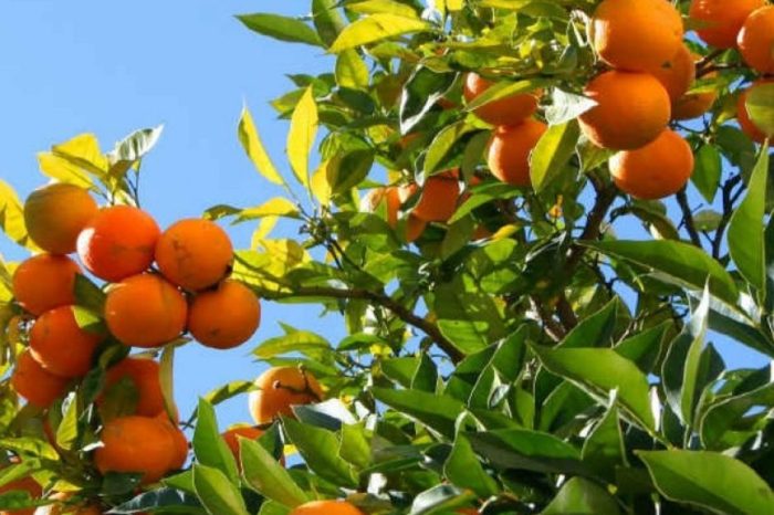 La vendita delle arance in Puglia è in aumento con un +4%