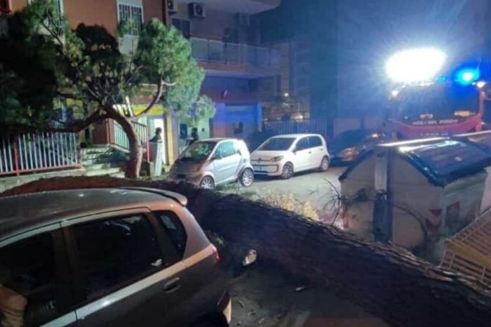 Bari: Cade albero in strada finendo sulla carreggiata, abbattendo la recinzione di un  condominio