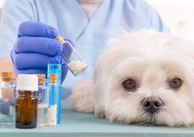 Controlli dei Nas nelle cliniche veterinarie, scoprono farmaci per uso umano e a Martina Franca sequestrano 328 dispositivi medici sterili "scaduti"