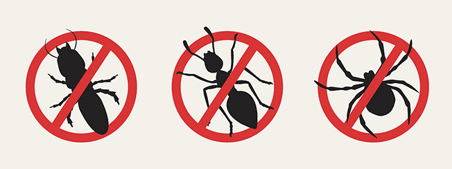 Martina Franca: lunedì 23 disinfestazione contro insetti e topi