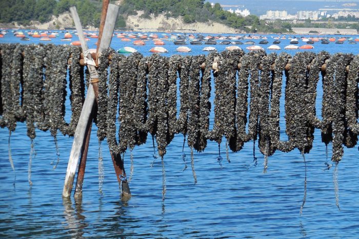 Taranto: cozze straniere, un’ordinanza ferma gli impianti in Mar Piccolo