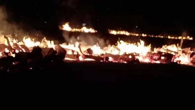 Ugento: nella notte un maxi incendio ha devastato 3 ettari di olivi infetti da Xylella