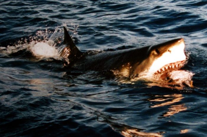 Lieto fine per 2 escursionisti in Kayak attaccati da uno squalo toro nelle acque di Castellaneta Marina