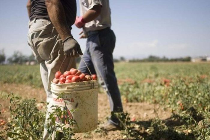 Coldiretti Puglia: "Lavoro: 39mila stranieri nei campi; SOS raccolti"