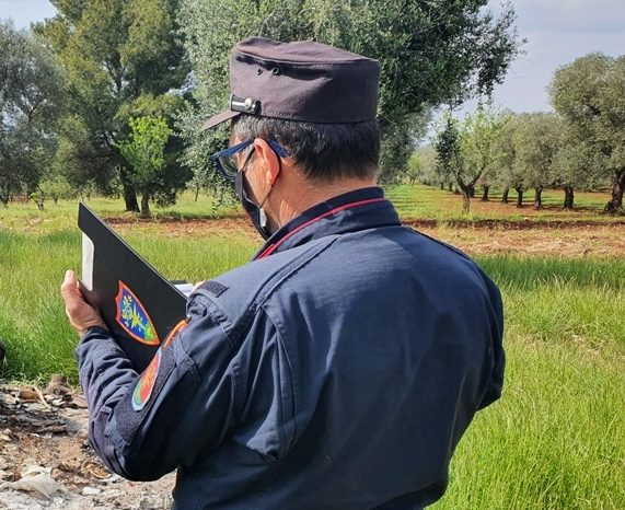Xylella: rinnovato il piano di azione con le misure agronomiche di prevenzione, i controlli dei Carabinieri Forestali