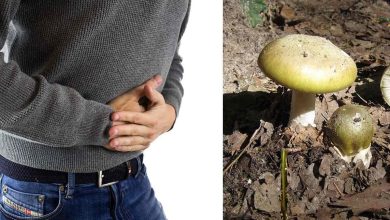 intossicazione da funghi a Ostuni: nuovi casi