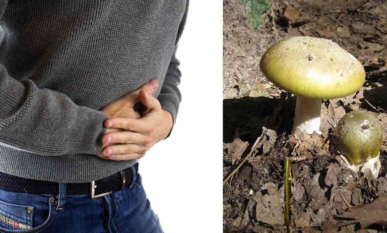 intossicazione da funghi a Ostuni: nuovi casi