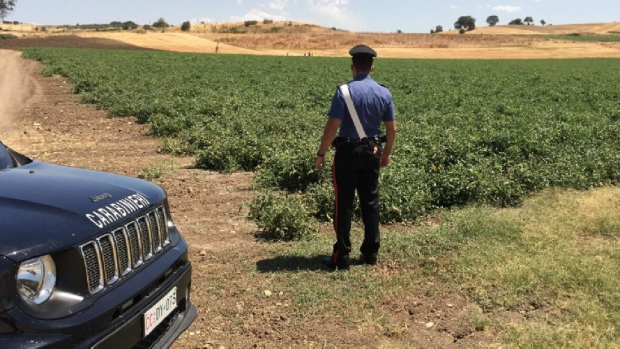 Agromafie in Puglia