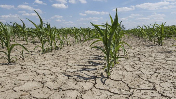 Lazzàro (Confagricoltura): "siccità: se in Puglia investissimo sull’acqua non dovremmo più preoccuparci di Scipione" 