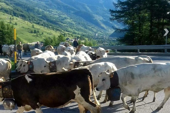 Inaccetabile stop alla transumanza, antica pratica salva 2.700  pastori e 19mila pecore