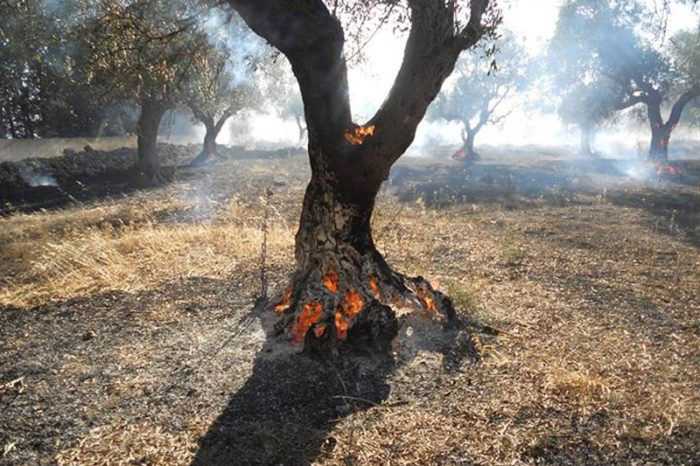 Lecce: Xylella, è allarme incendi di ulivi secchi mai espiantati, 6221 interventi dei VVFF