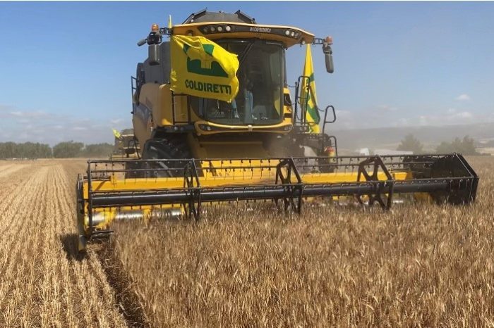 Coldiretti Puglia: " la produzione di grano in Puglia è diminuita del 30%"