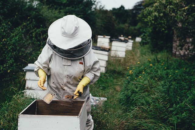 Coldiretti Puglia: "acqua di soccorso alle api per farle sopravvivere all'afa e alla saccità"