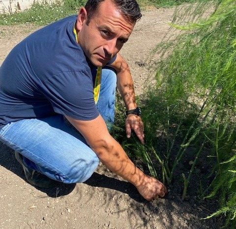 Coldiretti Puglia: "gli asparagi sono stati colpiti dal clima, annata da dimenticare"