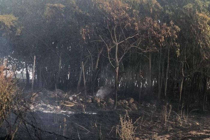Incendi: "Coldiretti Puglia: "15anni per ricostruire i boschi; è CALAMITA'"