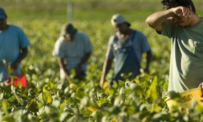 Puglia: il Presidente Michele Emiliano emana un'ordinanza; "interruzione dei lavori agricoli"