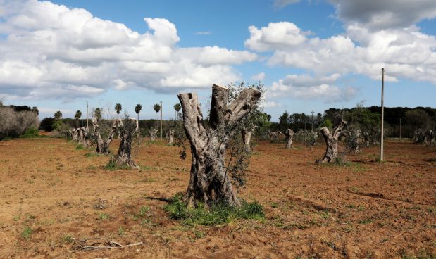 Coldiretti Puglia: " Xylella, sbloccati 51,5 mln di euro per calamità 2018/2019; ora bisogna snellire la burocrazia"